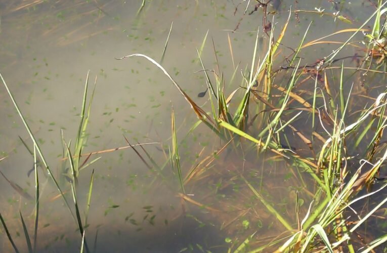 陽明山向天池現「向天蝦」奇景　民眾搶看最後一波綠色小精靈