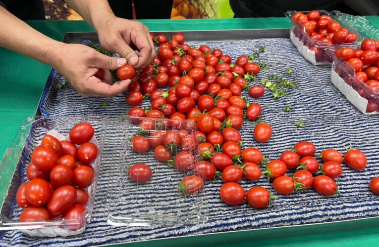 冬日限定好滋味　鹽水番茄產季到來