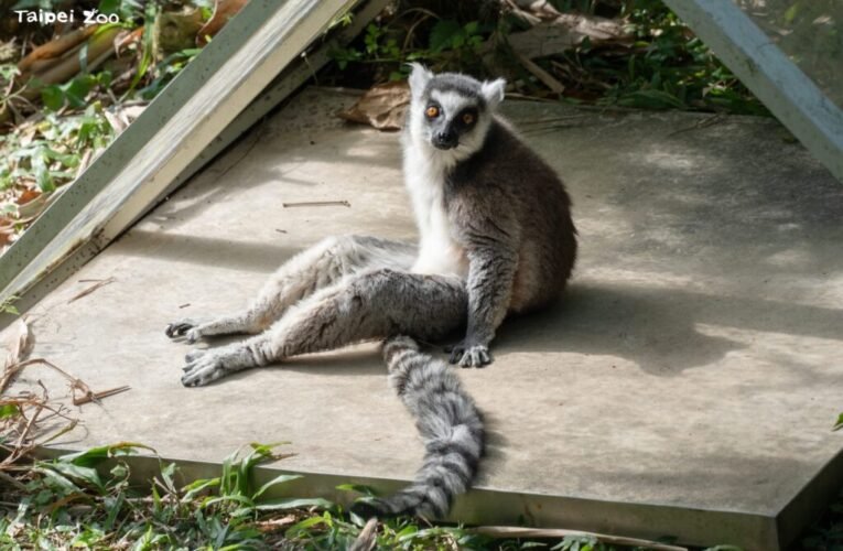 團抱毛球拜日頭？ 狐猴們的冬日幸福日光浴