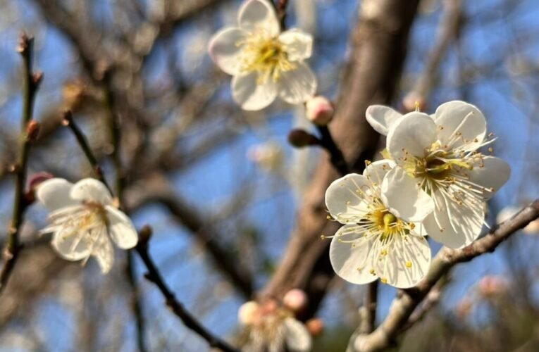「梅」你不行的冬天 就來楠西賞花、採果、泡溫泉