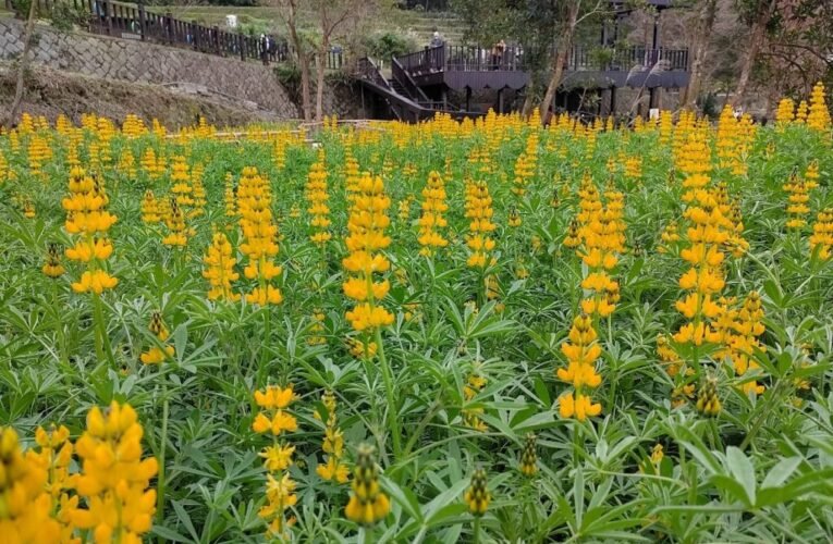樟樹步道魯冰花將登場  貓空站前四季海棠迎賓