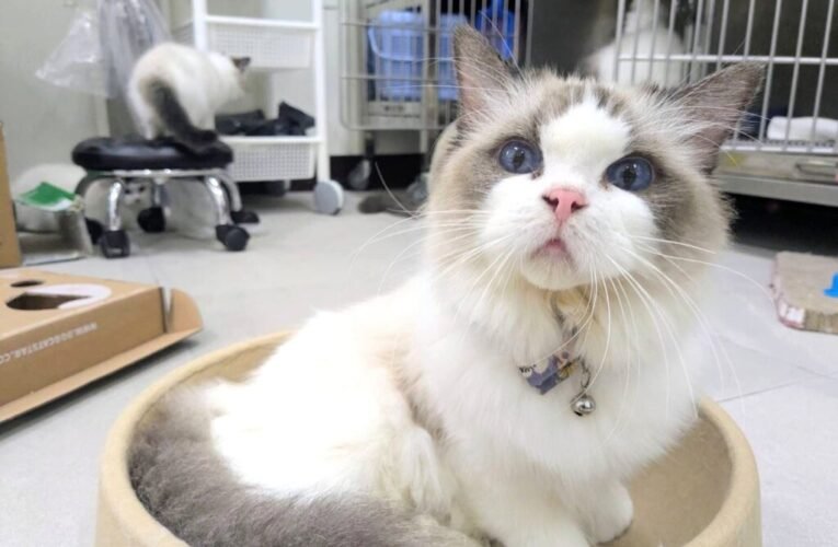 「布想長大-偶想回家」 竹縣動保所3月18日為8隻布偶貓找新家