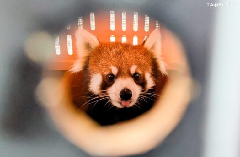 小貓熊「茜茜」平安抵臺 臺日合作小貓熊保種