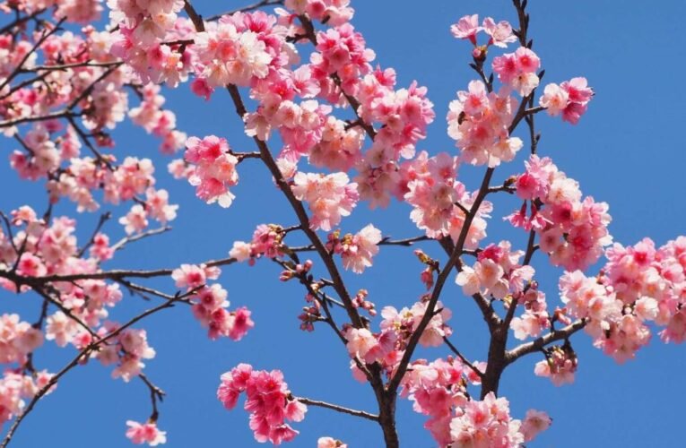 魯冰花海圓滿落幕 指南櫻花接續綻放！