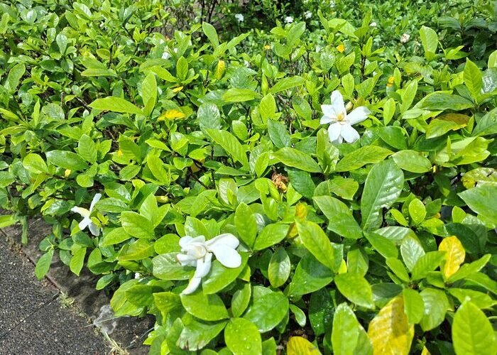 神清氣爽夏日香 圓山園區梔子花綻放無暇白