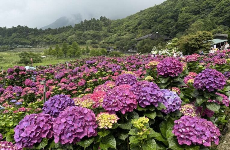 2026竹子湖海芋季繡球花季登場「花田樂章」