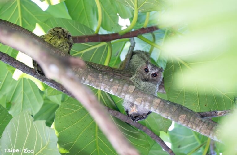 國際生物多樣性日 城市野生動物現蹤