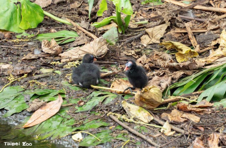 動物園「鳥事」頻傳！鳥園區鳥寶寶陸續報到