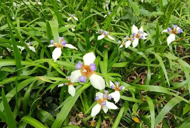 夏初夢幻紫白地毯 士林巴西鳶尾花大爆發