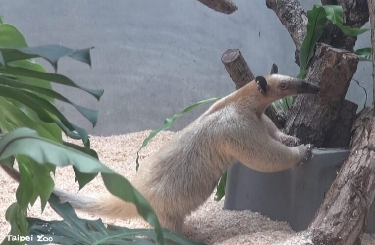 香蕉樹竟成攀爬跳板 小食蟻獸「黑妞」不假外出 動物園籲請協尋