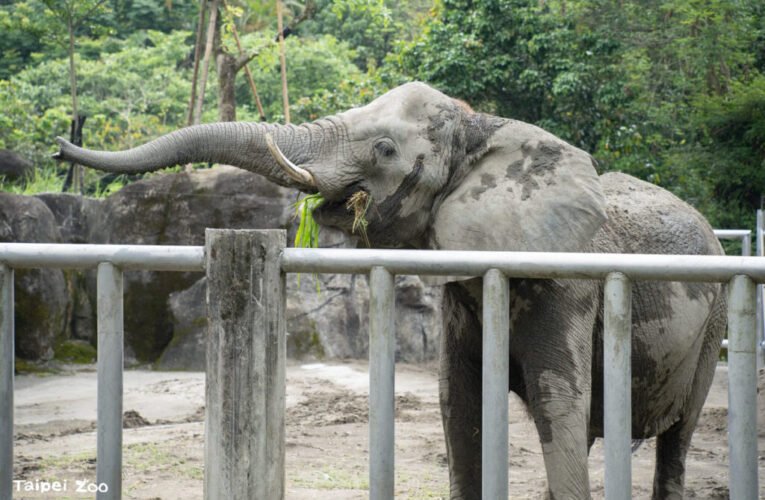 大象上學趣 保母講古分享動物訓練大小事