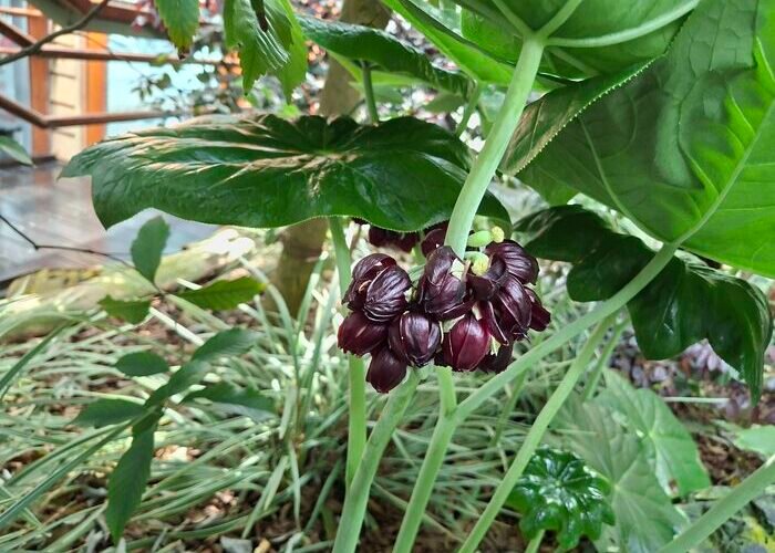 高海拔保育品種 八角蓮現身臺北典藏植物園