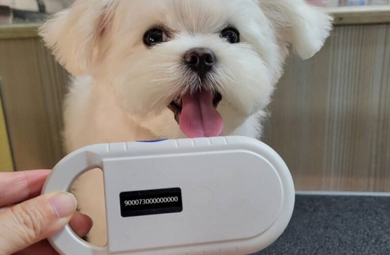 不絕育恐挨罰！臺南推動犬貓絕育補助　 守護毛孩健康、減少流浪更安心