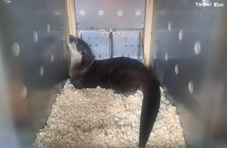小爪水獺飛往南半球 旅居紐西蘭奧克蘭動物園