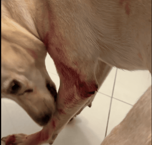持刀傷犬涉刑責　新北動保處依法移送法辦並沒入犬隻