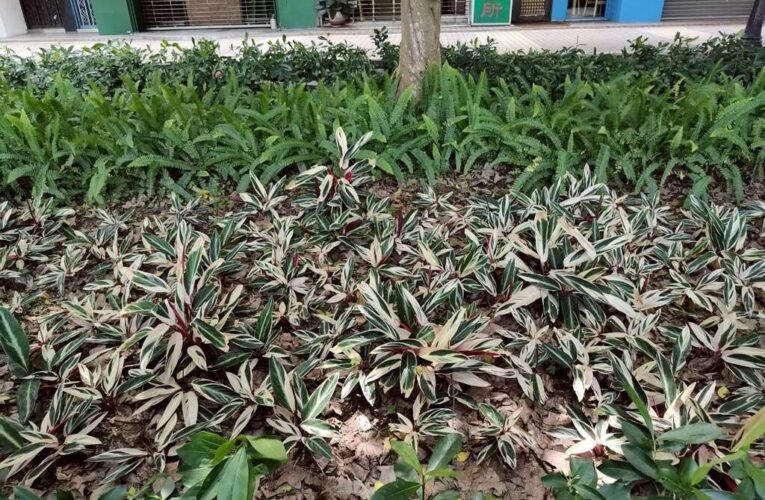綠帶上鋪陳彩色珍珠 仁愛路4段林下景觀畫龍點睛