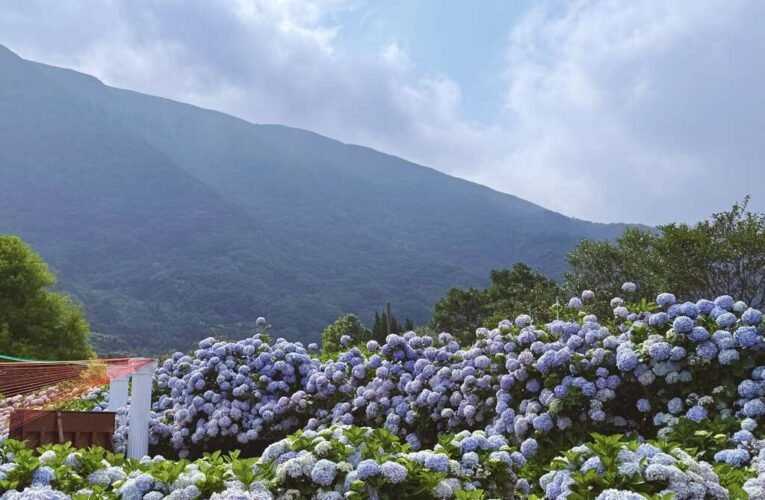 竹子湖「花田樂章」上山賞繡球