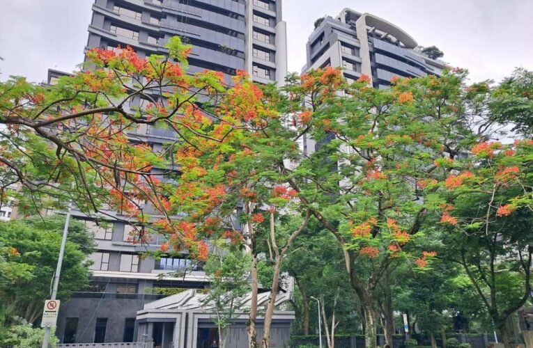 紅花綠葉相映照 松德公園鳳凰木盛放