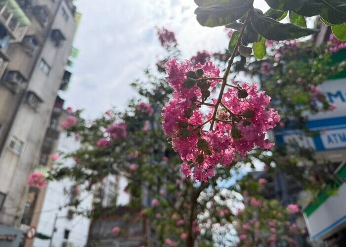 粉桃紫薇花現萬華街道 浪漫妝點浪漫ing