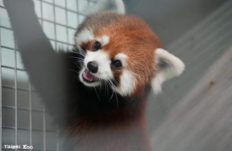 上海動物園小貓熊報到