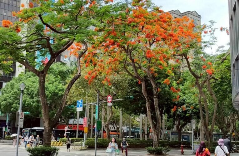 驪歌響起 台北鳳凰花開祝福青春