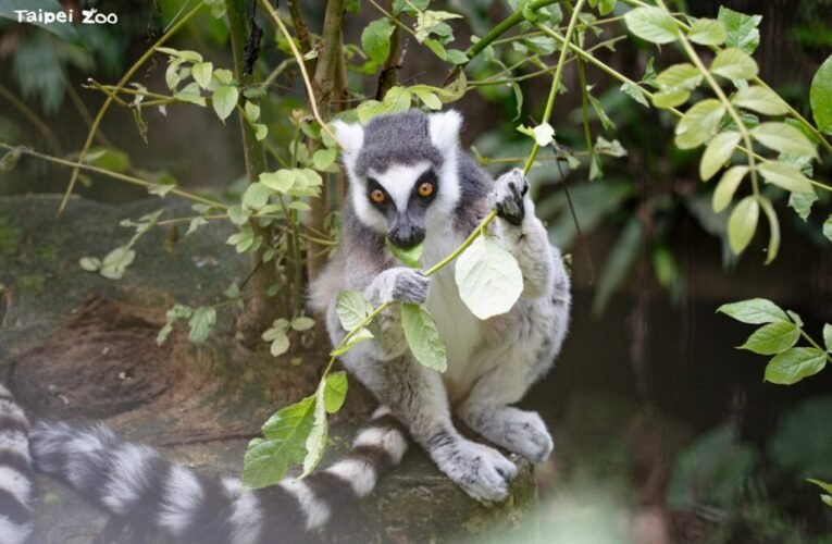 動物園歲修 6月22日至7月1日不對外開放