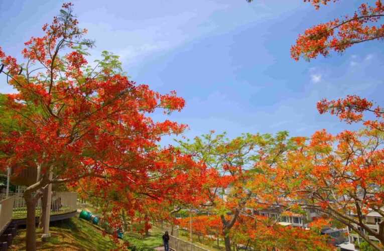 熱情「橘紅織錦」盛開 鳳凰木繪出城市天際線