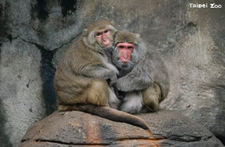 大陸冷氣團南下　動物禦寒早有準備