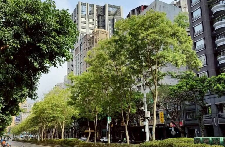 獨角仙的最愛 光蠟樹夏日披上潔白涼紗