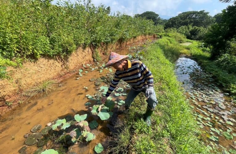 115年新北生態獎勵上路　最高可領7萬鼓勵友善農業