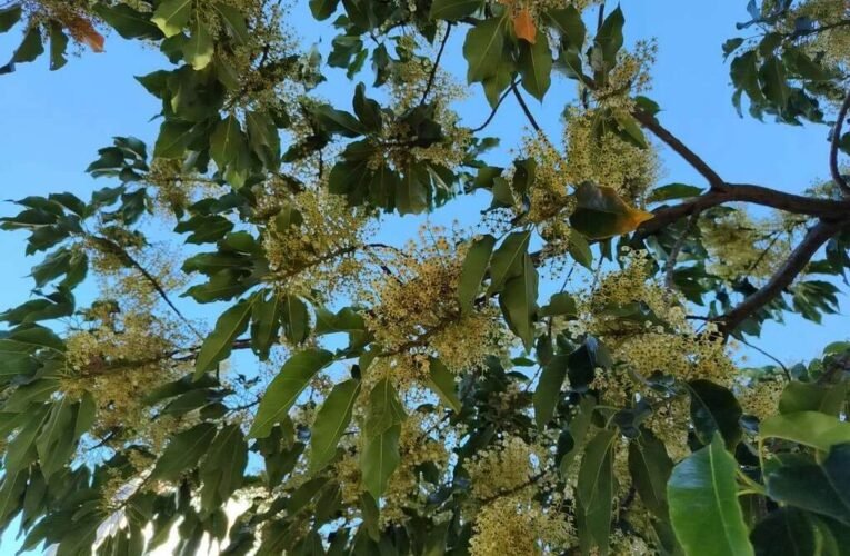 錫蘭橄欖預告秋將至 繁花染白和平東路二段