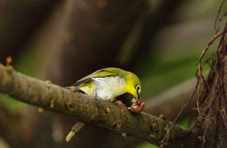 一棵雀榕養活生態 鳥群聚集榮星花園吃buffet