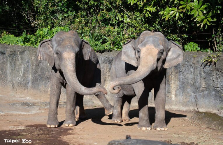 走進大象的家！臺北動物園遷園40周年特展「與象同在、迎象未來」限時揭開亞洲象照養奧秘