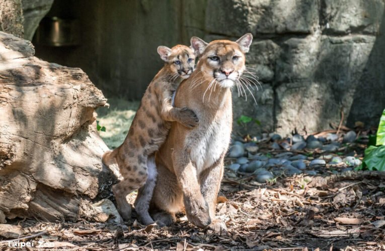 動物育幼百百種 「家」值觀念大不同