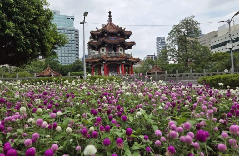 浪漫花開！ 圓仔花妝點臺北公園 大安森林、二二八和平公園