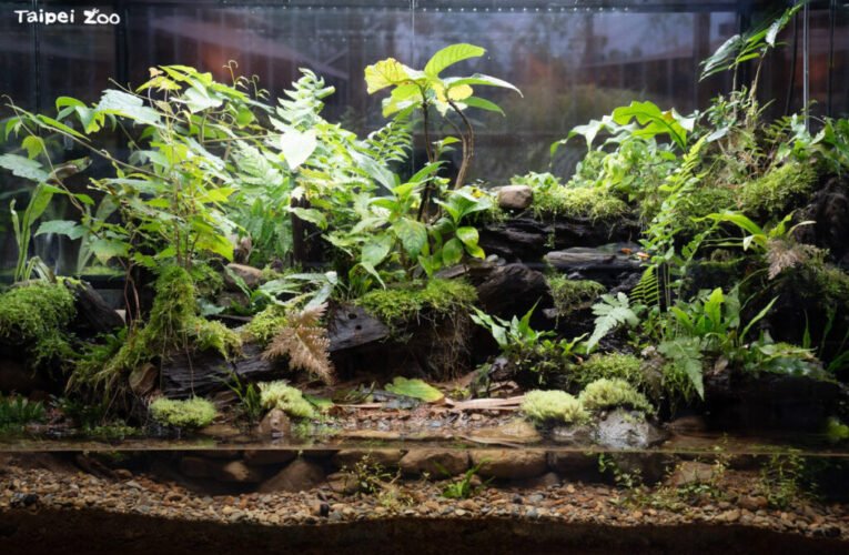 兩棲爬蟲館瀕危特有種魚池琴蛙新展 走進本土蛙類保育故事