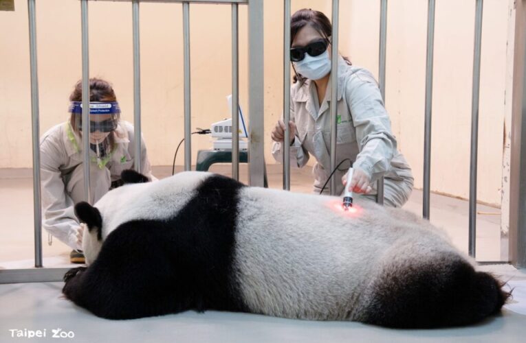世界動物日 揭開保育員「動物訓練」背後的動物福祉思維